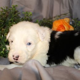 Old English Sheepdog, Sheepadoodle, and Shih Tzu Puppies from Animal Crackers