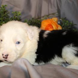 Old English Sheepdog, Sheepadoodle, and Shih Tzu Puppies from Animal Crackers