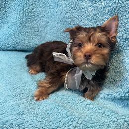 MAIA - Chocolate and tan female Yorkshire Terrier puppy in Shelton, Washington from Cute Yorkies