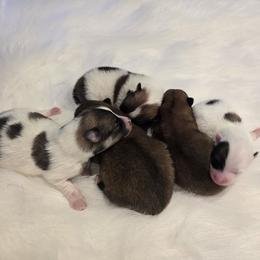 Pomeranian puppies from Abby's Pampered Pooches