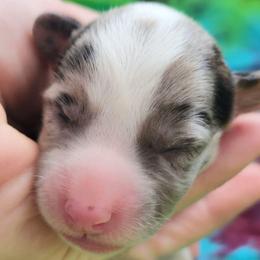 Citrine - Brindle merle and white male Cardigan Welsh Corgi puppy in Winston, Oregon from There and Back Again Corgis