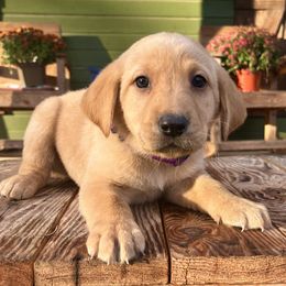 Yellow Girl Purple Collar - Yellow female Labrador Retriever puppy in Ozark, Arkansas from Middle Ridge Retrievers