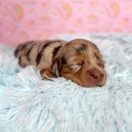 Doctor Barbie - Dapple female Dachshund puppy in Chandler, Arizona from Vonaducci Doxies, LLC.