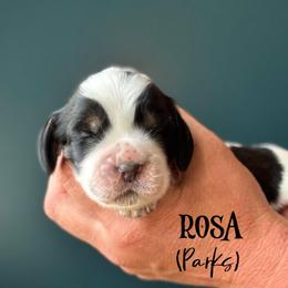 Rosa (Parks) - Tri-Roan female English Springer Spaniel puppy in Tupalo, Mississippi from Butterfield Trail Farm