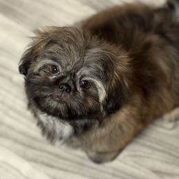Baxter - Sable male Shih Tzu puppy in Mesa, Arizona from House of Zen Shihtzus