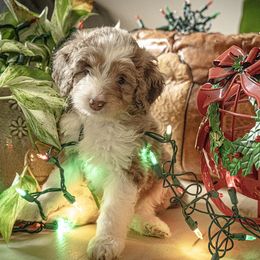 Aussiedoodle Puppies from Dinah Doodles and Aussies