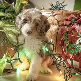 Aussiedoodle Puppies from Dinah Doodles and Aussies