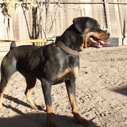 Ada - Rottweiler