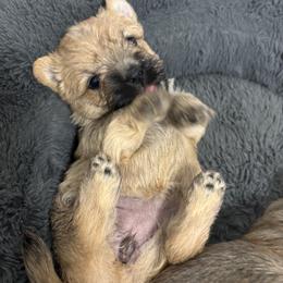 Yellow collared dog - Wheaten female Cairn Terrier puppy in Battle Ground, Washington from Debra Soutar