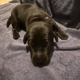 Lillie - Black female Labrador Retriever puppy in Carriere, Mississippi from Cajun Water Retrievers