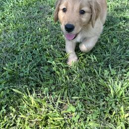 Golden Retriever Puppies from O’Shields Golden Paws