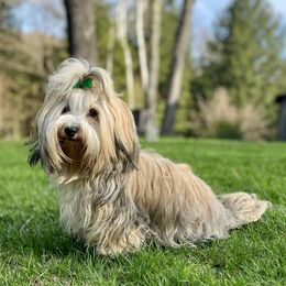 Havana Silk Dog puppies from Maplewood Silks
