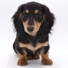 PRADA- AKC Import Lines - Black and cream female Dachshund puppy in Coweta, Oklahoma from Sunnyside Dachshunds