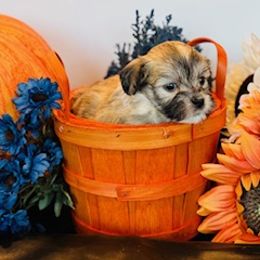 Havanese Puppies from SONNY MADSEN