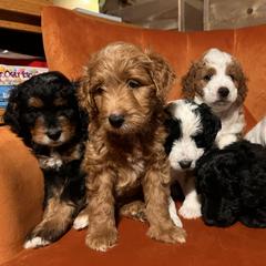 Golden Mountain Doodle Puppies from Pup Paw-fection