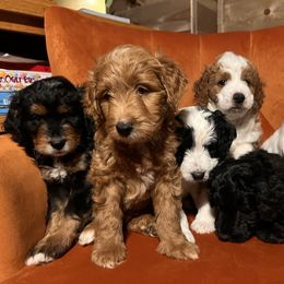 Golden Mountain Doodle Puppies from Pup Paw-fection