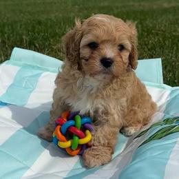 Apricot boy - Apricot male Cavapoo puppy in Southside, West Virginia from Double Diamond Cavapoos