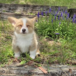 Sunny - Fawn female Pembroke Welsh Corgi puppy in Anita, Iowa from Winterton Farm & Homestead