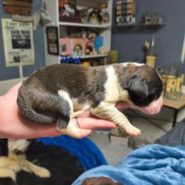 Girl 4 - Brown and white female Saint Bernard puppy in Clover, South Carolina from Sweetest Saints
