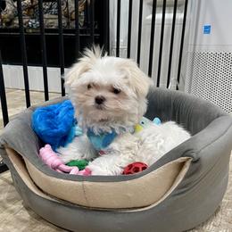 Teddy - White and lemon male Maltese puppy in Cartersville, Georgia from Kimberly's Maltese
