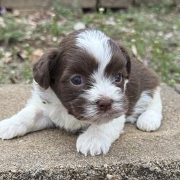 Tootsie - Chocolate female Havanese puppy in Lancaster, South Carolina from 3 Bs Havanese-PUPPIES with  PURPOSE