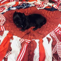 Boy 3 - Black male Catahoula Leopard Dog puppy in Slaton, Texas from M5 Catahoulas