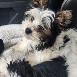 Boo - Black tan and white male Biewer Terrier puppy in Spotsylvania Courthouse, Virginia from Donna's Biewer Terriers