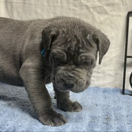 Ulysses - Blue male Neapolitan Mastiff puppy in Canyon, Texas from Mastini Della Forte