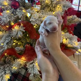 Prince William - Cream male Dachshund puppy in El Cajon, California from Lisa Buxton