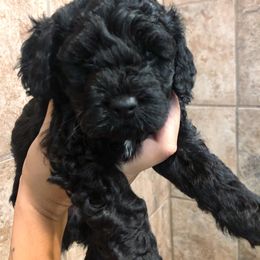 Cockapoo Puppies from Oodles of Doodles and Love