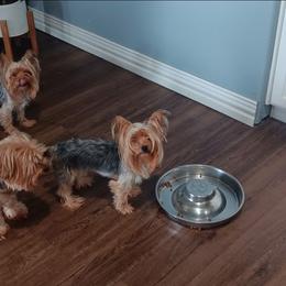 SOFI - Gold female Yorkshire Terrier puppy in Hemsptead 77445, Texas from BFF Yorkies