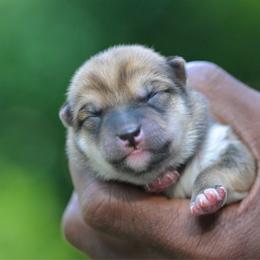 Boy 4 - Red male Shiba Inu puppy in Hephzibah, Georgia from Evenfalls Shiba Inu