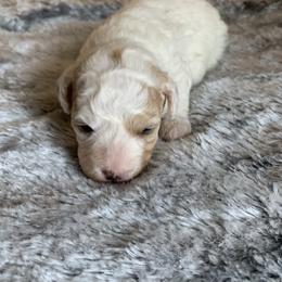 Pebbles - Parti female Poodle puppy in Haddam, Kansas from Golden B Acres