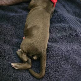 Cider - Brown and white male Portuguese Water Dog puppy in Beverly Hills, Florida from Allegiance Portuguese Water Dogs