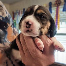Bennie - Black tan and white male Beagle puppy in Jerome, Missouri from Beam's Beagles