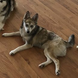 Betsy - Pomsky