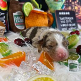 Margherita - Red merle female Australian Shepherd puppy in Fredericksburg, Virginia from Cooper Ridge Aussies