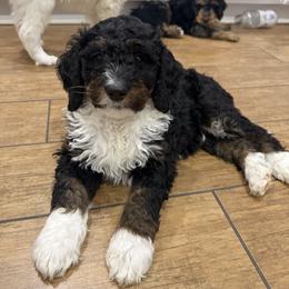 Bernedoodle Puppies from Rebecca Vandersluis
