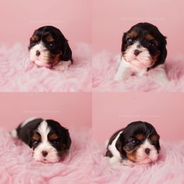 Cavalier King Charles Spaniel Puppies from Westchester Cavaliers