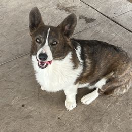 River - American Corgi
