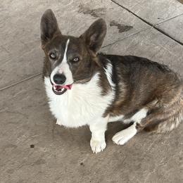 River - American Corgi