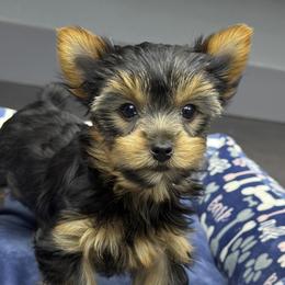 Aria - Black and tan female Yorkshire Terrier puppy in Hot Springs, Arkansas from Blissful_Yorkies