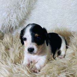 Onyx READY X-MAS WEEK - Piebald male Dachshund puppy in Purdy, Missouri from Shotgun Pups