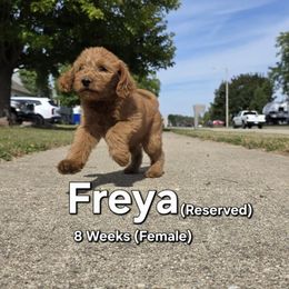 Freya - Red female Labradoodle puppy in Genoa City, Wisconsin from Sakura Pups