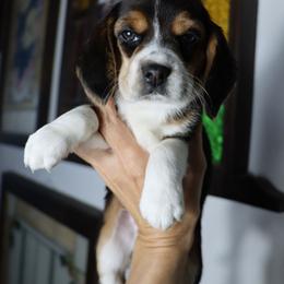 Petal - Black tan and white female Beagle puppy in Susanville, California from Homegrown Beagles