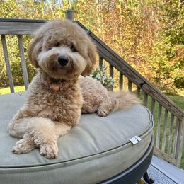 Maui - Goldendoodle