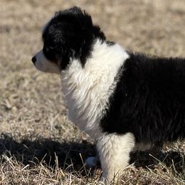 Australian Shepherds, Miniature American Shepherds, and Toy Australian Shepherds from Blue’s Family Aussies