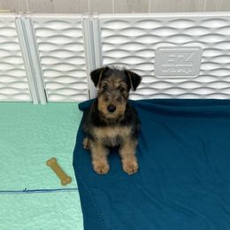 Airedale Terrier and Lakeland Terrier Puppies from Wood Note Airedale & Lakeland Terriers