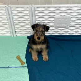 Airedale Terrier and Lakeland Terrier Puppies from Wood Note Airedale & Lakeland Terriers
