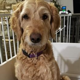 Goldendoodles from Jenny's Goldendoodles